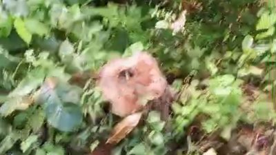 Perambahan Hutan Pendem Jembrana Disorot, APH Tutup Mata