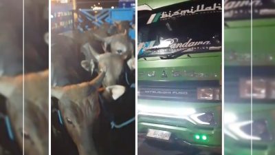 Truk Angkut 15 Sapi Tanpa Eartag Diduga Lolos dari Pengawasan Karantina Gilimanuk